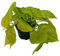 Efeutute, Scindapsus, (Epipremnum aureum) Sorte: Golden Pothos (1 Stück, Sorte: Golden Pothos)