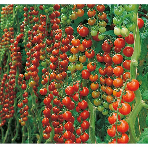 Veredelte Cherry-Tomate Favorita (Sanvitos) - Solanum lycopersicum, Pflanze im 12 cm Topf - 12cm