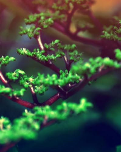 1000 Teile,Impossible Puzzle,Geschicklichkeitsspiel für die ganze Familie-Zweige, Nieren, grün 70x50cm