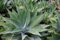 Drachenbaum-Agave, Schwanenhalsagave - Agave attenuata - 10 Samen !!!
