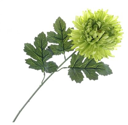 FloristryWarehouse Tallo de crisantemo verde de seda sintética con hojas, 65 cm de alto