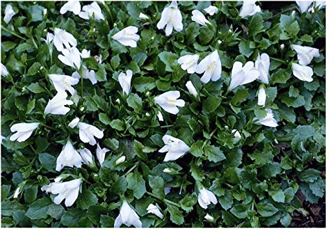 1 x Mazus reptans 'Albus' (Winterhart/Staude/Bodendecker/Mehrjährig/Stauden) Weißes Lippenmäulchen - Strahlendes Weiß für zarte Bodenteppiche - Trittfest - von Stauden Gänge