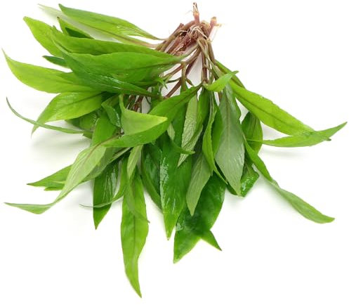 K2AQUA Hygrophila Salicifolia Live Aquarium Plant Tall Narrow Green Leaves Easy Care Low Maintenance Background Freshwater Tank Natural Decoration Beginner Friendly