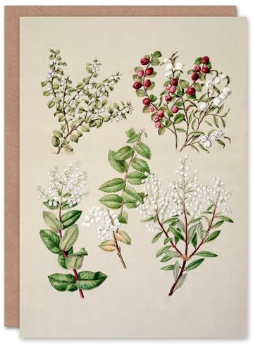 Artery8 Sarah Featon Art Card New Zealand Gaultheria Flowering Plant