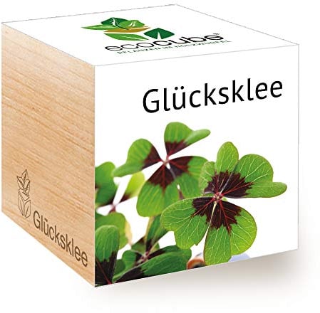 Feel Green 296275 Ecocube Glücksklee, Nachhaltige Geschenkidee (100% Eco Friendly), Grow Your Own/Anzuchtset, Pflanzen Im Holzwürfel, Made in Austria, natural