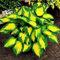 Luojuny Semi di Hosta, 200 Pz/borsa Semi di Hosta Decorativo fai-da-te Attraente Colore misto Profumato Hosta Plantaginea Semi di bonsai per esterno Verde Semi di hosta