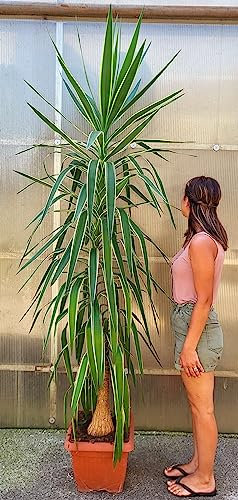 POWERS TO FLOWERS - YUCCA VARIEGATA ALTEZZA 210CM, VASO 40×40CM DIAMETRO, Tronchetto della felicità, pianta vera