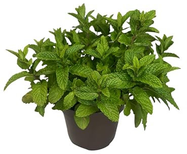 Menthe Verte Plante Naturelle d’Extérieur – Pot de 14 cm – Plante Aromatique et Culinaire
