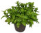 Menthe Verte Plante Naturelle d’Extérieur – Pot de 14 cm – Plante Aromatique et Culinaire