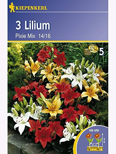 Topf-Lilien Pixie Mix mehrfarbig weiss gelb rot