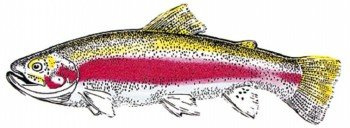 PVC Aufkleber Applikation - Fische - Angler - Angeln - FISCH - 307135 - Gr. ca. 23 x 7,5 cm