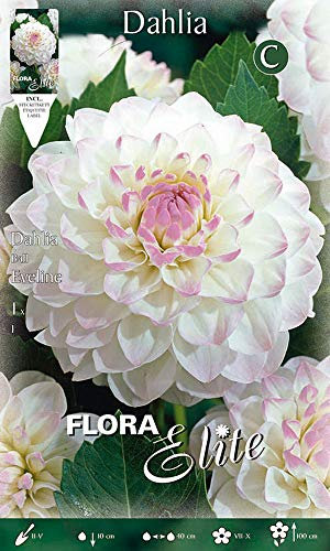 BULBI PRIMAVERILI DALIA EVELINE CONFEZIONE DA 1 BULBO BULBS BULBES