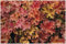 3 x Heuchera Hybride 'Peach Crisp' im 1 Liter Topf (Staude/Winterhart/Bodendecker/Mehrjährig/Immergrün) Purpurglöckchen - Sonnengeküsstes Laub für traumhafte Beete - von Stauden Gänge