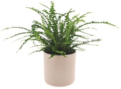INTENZ | Nephrolepis | 30cm | Nestfarn | Duffii | mit weißem Keramiktopf