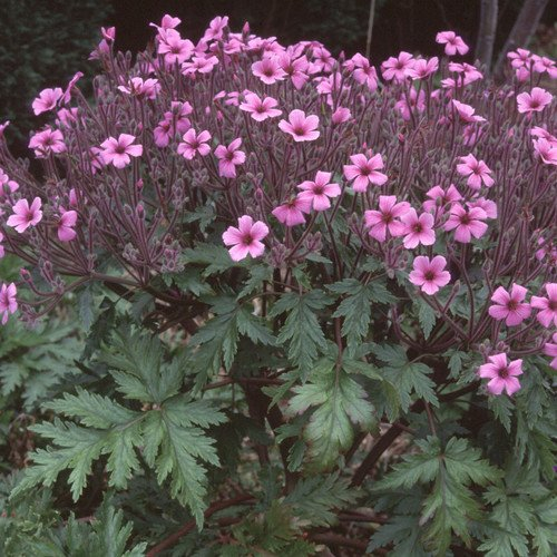 Plant World Seeds - Geranium Maderense Seeds