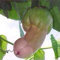 30 Stücke Penis Melone Kürbis Samen Garten Hof Bonsai Köstliche Gemüse Pflanzen Blume Obst Baum Gemüse Samen Kürbiskerne 30St