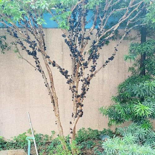 semi di pianta di jabuticaba - albero di jabuticaba、 vaso bonsai, albero per giardino piante da appartamento, semi di piante piante da balcone, piante resistenti in vaso piante da 200pcs