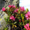 Alpenrose Rhododendron Ferrugineum 50 Perennial Flower Shrub Seeds: Only Seeds