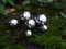 Deko-Impression Edelstahlkugel-Set (6 Stück) Kugeln 2-5 cm, Tischdekoration, Landhaus