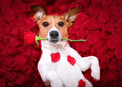 Lsping puzzle 1000 pièces adultes animaux Chiens Roses Jack Russell Terrier Red Petals Glance 50x70cm