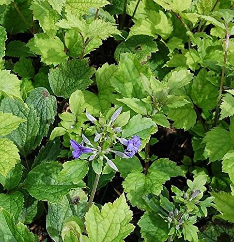 Stauden Clematis Cassandra - Clematis heracleifolia