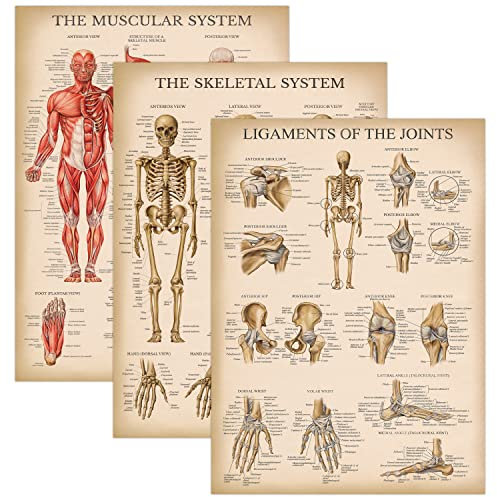 Palace Learning 3er-Pack – Vintage-Muskel + Skelett + Bänder der Gelenke Anatomie-Poster-Set – Muskel- und Skelettsystem Anatomische Diagramme – laminiert 45,7 x 61 cm