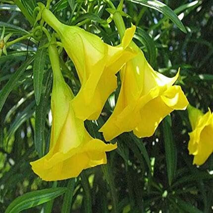 90pcs Yellow Oleander Flower Seeds