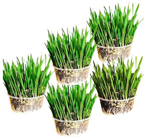 Ambrozia NP Cat Grass Kit x 5pack mix (Wheat, Oat, Rye and Barley)