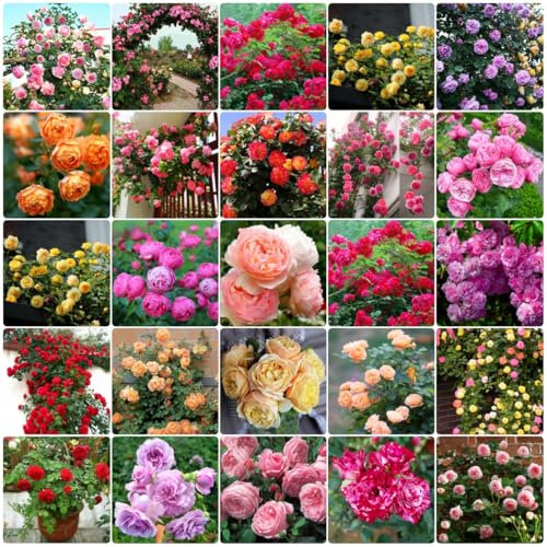1000 Rosensamen, Rosensamen, Kletterrosen, Vierjahreszeitenblüte, Garten-Zimmerpflanzen