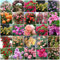 1000 Rosensamen, Rosensamen, Kletterrosen, Vierjahreszeitenblüte, Garten-Zimmerpflanzen