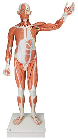 3B Scientific Menschliche Anatomie - Lebensgroße männliche Muskelfigur, 37-teilig