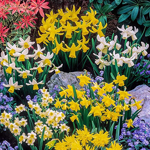 YouGarden Mini Mixed Daffodil Bulbs, 100 Spring Flowering Bulbs, Plant for Spring Flowering Bulb, Planting Now UK, Perfect for Beds, Borders and Pots