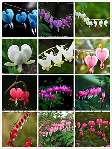 100 Stk / Beutel 20 Farbe Dicentra Spectabilis Samen Bleeding Herz klassische Hüttengartenpflanze, herzförmige Blume, ferny Laub