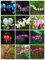 100 Stk / Beutel 20 Farbe Dicentra Spectabilis Samen Bleeding Herz klassische Hüttengartenpflanze, herzförmige Blume, ferny Laub
