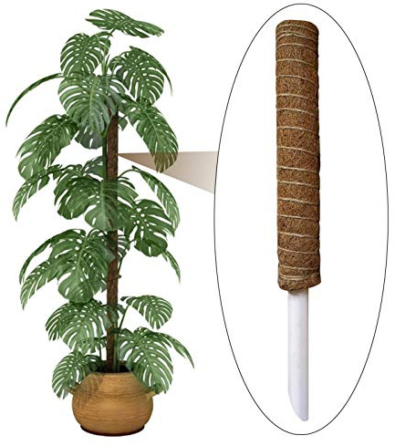 Monstera - Palma di cocco naturale da 30 cm/40 cm/50 cm, con di muschio in legno, per coltivare verso l'alto, paletti in fibra di cocco totem in vaso per piante