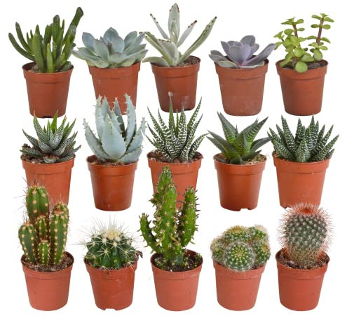 Cacti | Mélange de cactus et de plantes grasses | 15 pièces | variétés diverses | Ø 5,5 cm | 8-13 cm | Plantes d'intérieur faciles à entretenir