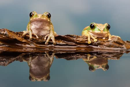 Cuadro de madera 110 x 70 cm: dos pequeñas ranas en un tronco de árbol en una piscina de reflexión(43067888)