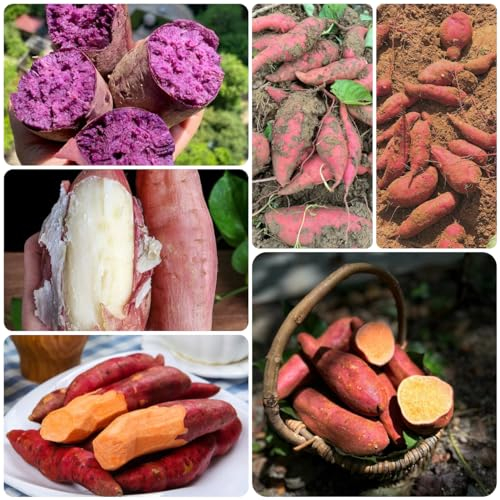 30 pcs süßkartoffel samen bio, süßkartoffeln, saatgut gemüse, mini gewächshaus süßkartoffel pflanzen kaufen - Ipomoea batatas - samen gemüse alte sorten, balkonpflanzen winterhart