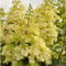 Rispenhortensie Candlelight grüngelb - Hortensie winterhart & mehrjährig - Hydrangea paniculata - 1 Pflanze von Garten Schlüter - Pflanzen in Top Qualität