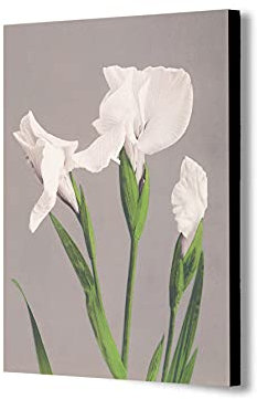 Ogawa Kazumasa Leinwandbild, Motiv Weiße Iris, gerahmt, verschiedene Größen (A4, 30,5 x 20,3 cm)