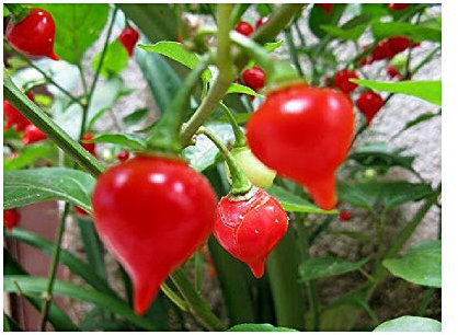 Viridis Hortus - Biquinho Red (Pearl Peppers) (10) Fruit/Vegetable Seeds