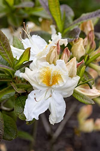 Rhododendron luteum 'Silver Slipper' 40-50 cm - Azalee, cremeweiße Blüten, Blütezeit Mai-Juni, ideal für Halbschatten, bienenfreundlich, winterhart
