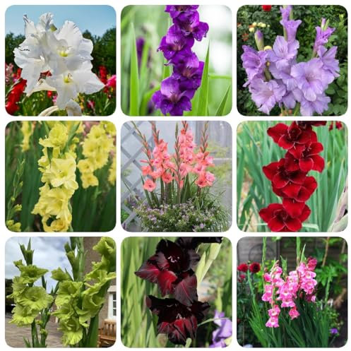 20 piezas Bulbos de gladiolo, perennes y resistentes, decoración de flores, plantas de interior gladiolos, bulbos de gladiolos, plantas en macetas para regalos de jardín al aire libre