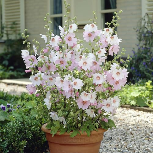 YouGarden Patio Lavatera 'Barnsley Baby', Set of Six Established Plants in 9cm Pots, Ready to Plant Mid-Summer Blooming Plants for Gardens and Pots, Fragrant Scented Pink Flowers
