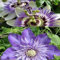 ClematisOnline - 2 piante rampicanti: fiore della passiflora e Clematis Multi Blue (1,5 litri) - Blu pluriennale e duro - piante rampicanti