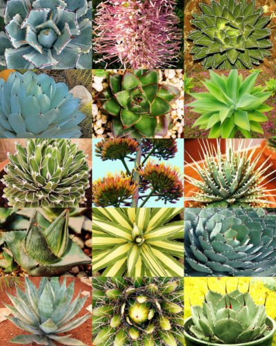 50 Samen Agave Variety Mix, Seltene Pflanzen Exotische Garten Wüste Saftige Landschaft