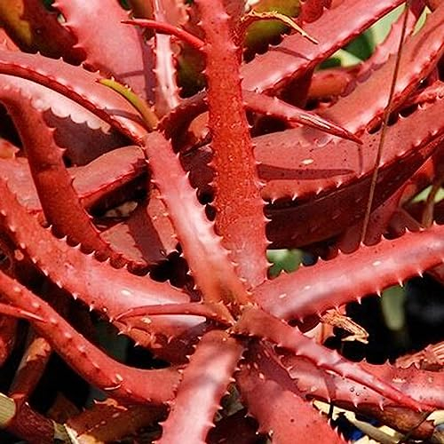 Luojuny Rote Aloe Vera-Samen, 50 Stück/Beutel Rote Aloe Vera-Samen Einfaches Pflanzen von immergrünen, lebensfähigen Sukkulentenpflanzensämlingen mit hoher Keimung für das Dach Samen