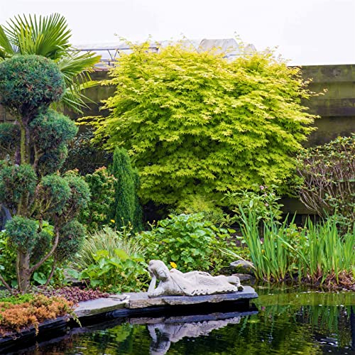 Gelber Fächerahorn 'Summer Gold', palmatum, gelblaubig, im 19 cm Topf