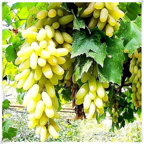 Weinreben Kaufen winterhart zwiebeln,winterhart,seltene Pflanzen,dekorative Blumen,klettererdbeeren pflanzen,Vitis vinifera weinrebe,Trauben pflanzen,tafeltraube.-1 zwiebeln-C