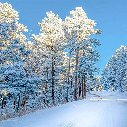 ZAPVI Papier Peint déco poster Arbres blancs et arbres de neige Déco et photo murale Qualité HD Intissé Chambre Salon Decoration Taille:L200CMxH175CM